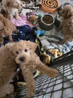 Simon, a male Miniature Goldendoodle for sale in Grand Rapids, MI – Photo 7 of 7