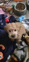 Simon, a male Miniature Goldendoodle for sale in Grand Rapids, MI – Photo 1 of 7