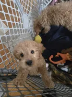 Simon, a male Miniature Goldendoodle for sale in Grand Rapids, MI – Photo 6 of 7