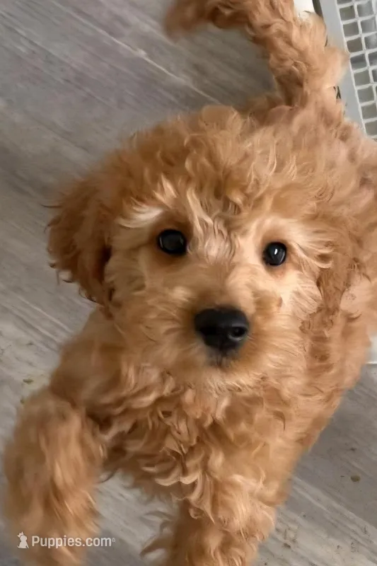 Simon – Miniature Goldendoodle puppy for sale in Grand Rapids, MI