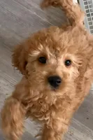 Simon, a male Miniature Goldendoodle for sale in Grand Rapids, MI – Photo 1 of 10