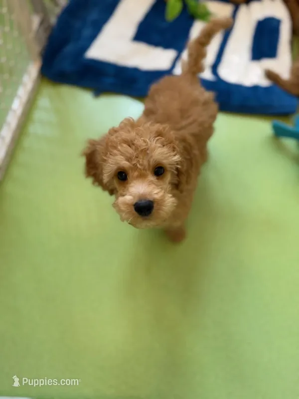 Simon – Miniature Goldendoodle puppy for sale in Grand Rapids, MI