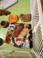 Simon, a male Miniature Goldendoodle for sale in Grand Rapids, MI – Photo 2 of 10