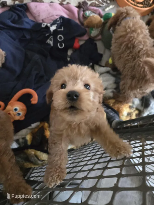 Simon – Miniature Goldendoodle puppy for sale in Grand Rapids, MI