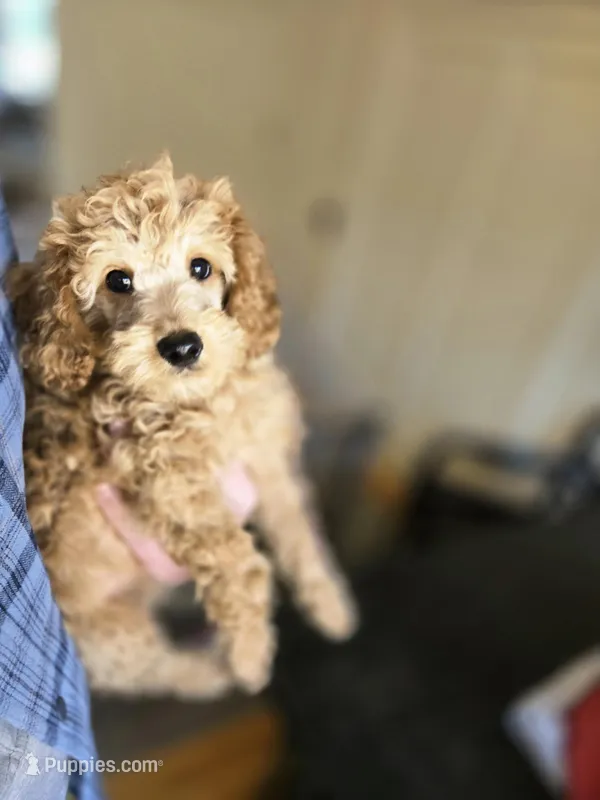 Simon – Miniature Goldendoodle puppy for sale in Grand Rapids, MI