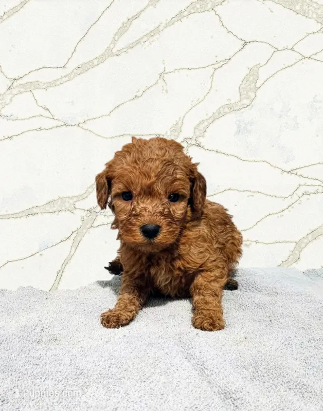 Simon – Miniature Goldendoodle puppy for sale in Grand Rapids, MI