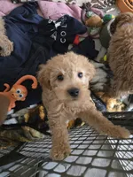 Simon, a male Miniature Goldendoodle for sale in Grand Rapids, MI – Photo 3 of 7