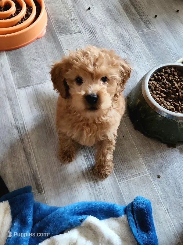 Simon – Miniature Goldendoodle puppy for sale in Grand Rapids, MI