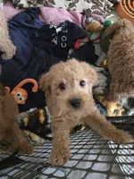 Simon, a male Miniature Goldendoodle for sale in Grand Rapids, MI – Photo 5 of 7