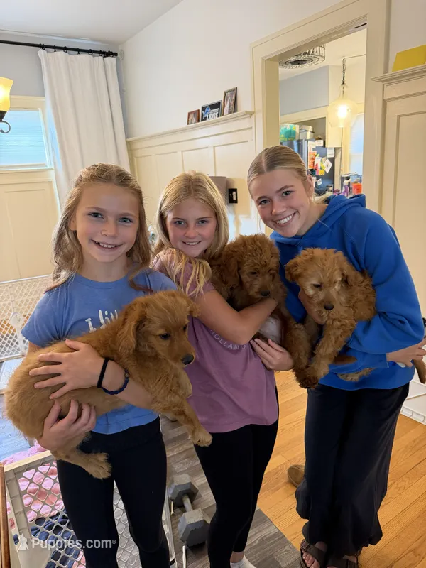 Tilly – Miniature Goldendoodle puppy for sale in Grand Rapids, MI