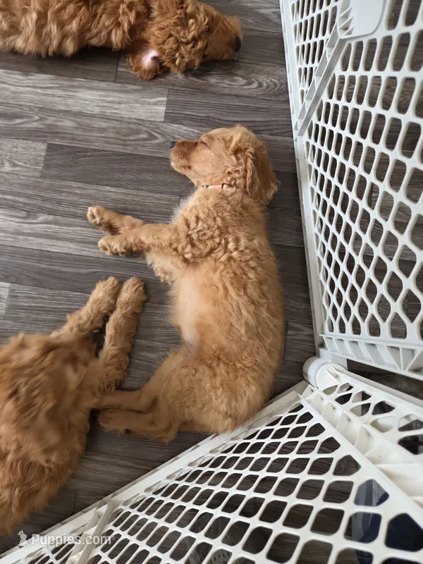 Trinity – Miniature Goldendoodle puppy for sale in Grand Rapids, MI