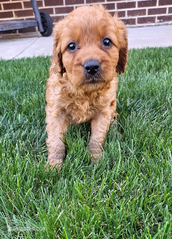 Taylor F1 – Miniature Goldendoodle puppy for sale in Grand Rapids, MI
