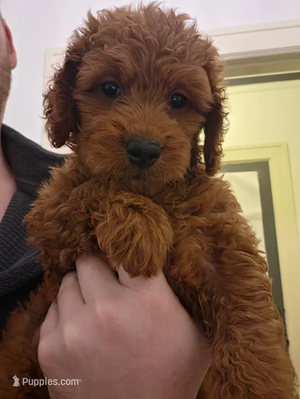 Teagan, a female Goldendoodle for sale in Grand Rapids, MI – 1 of 9