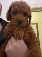 Teagan, a female Goldendoodle for sale in Grand Rapids, MI – 1 of 9