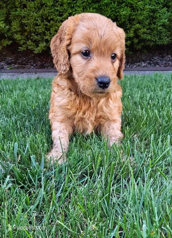 Theo – Miniature Goldendoodle puppy for sale in Grand Rapids, MI