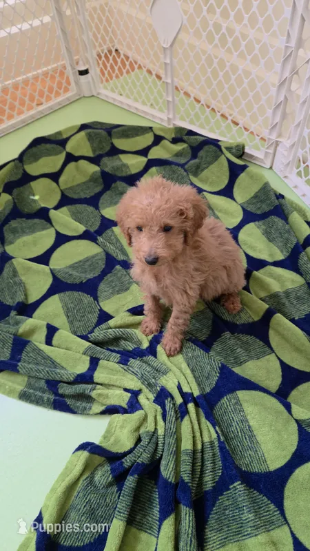 Seb – Miniature Goldendoodle puppy for sale in Grand Rapids, MI