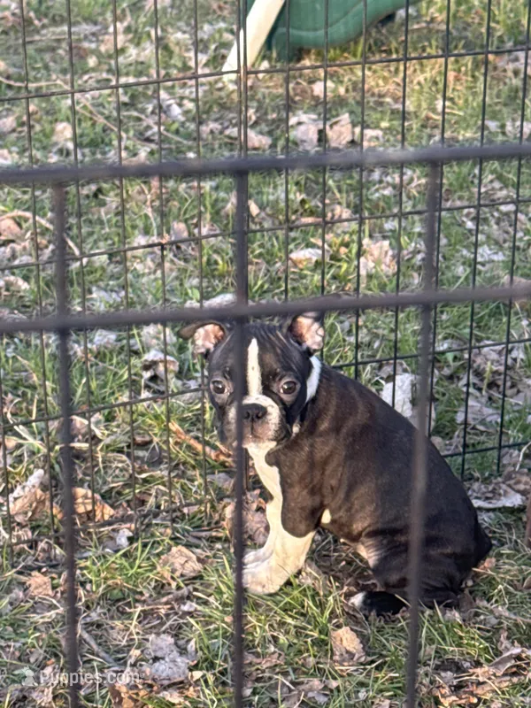 Up to new owners – Boston Terrier puppy for sale in Dowagiac, MI