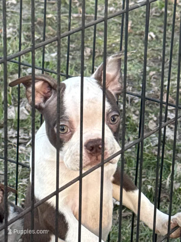 Up to the new owner, a female Boston Terrier for sale in Dowagiac, MI – Photo 1 of 2