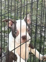 Up to the new owner, a female Boston Terrier for sale in Dowagiac, MI – Photo 1 of 2