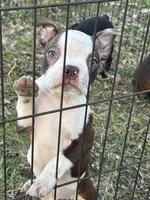 Up to the new owner, a female Boston Terrier for sale in Dowagiac, MI – Photo 2 of 2