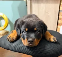 Puppy female, a female Rottweiler for sale in Montgomery, TX – 2 of 2