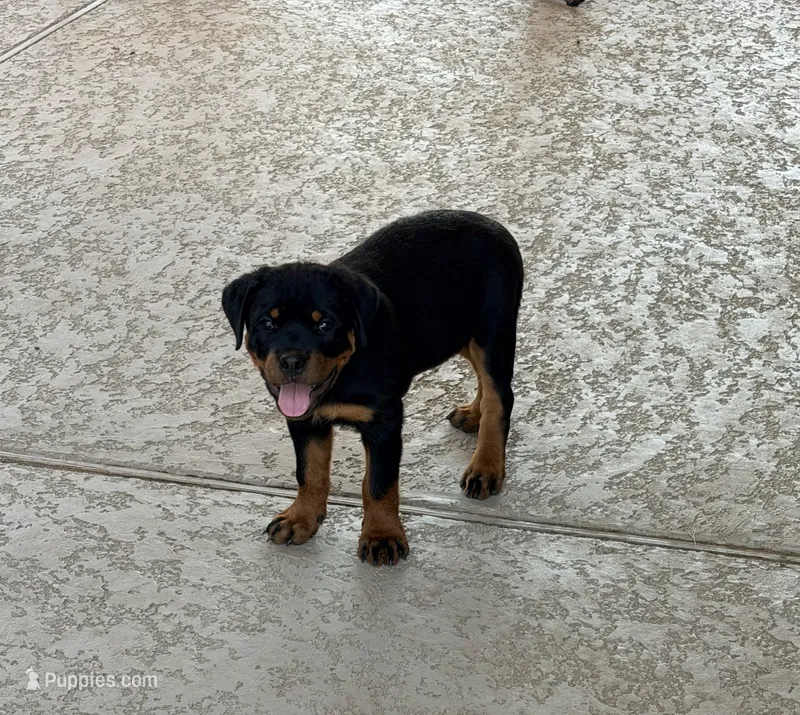 Puppy female – Rottweiler puppy for sale in Montgomery, TX