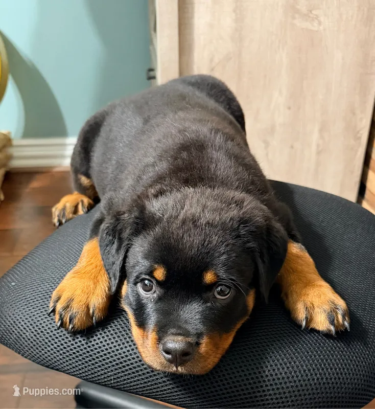 Puppy female – Rottweiler puppy for sale in Montgomery, TX