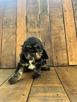 Maggie, a female Cocker Spaniel for sale in Decker, MI – 4 of 6