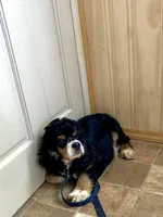 Red/white(Orange), a female Cocker Spaniel for sale in Decker, MI – Photo 8 of 10