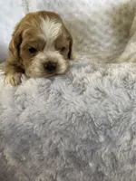 Red/white(Orange), a female Cocker Spaniel for sale in Decker, MI – Photo 7 of 10