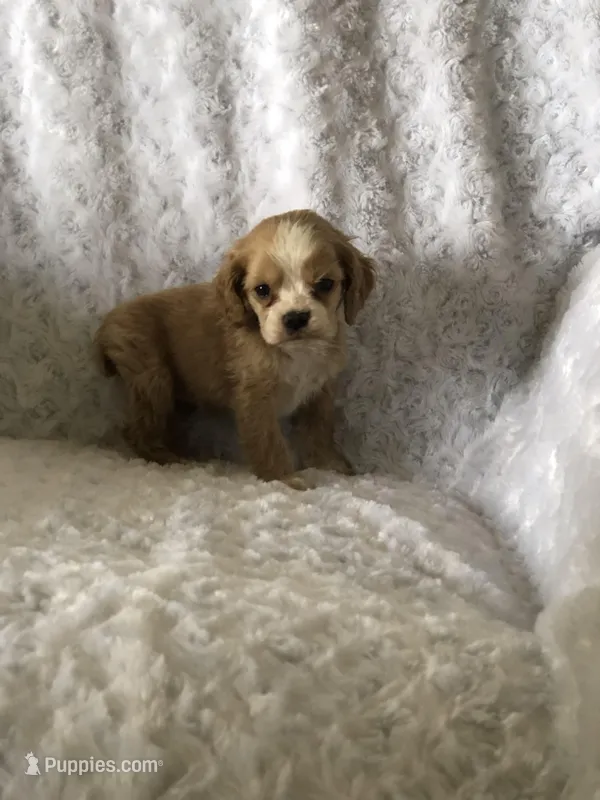 Red/white(Orange), a female Cocker Spaniel for sale in Decker, MI – Photo 1 of 10