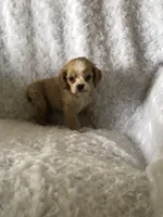 Red/white(Orange), a female Cocker Spaniel for sale in Decker, MI – Photo 1 of 10