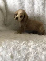 Red/white(Orange), a female Cocker Spaniel for sale in Decker, MI – Photo 4 of 10