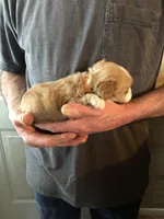 Red/white(Orange), a female Cocker Spaniel for sale in Decker, MI – Photo 5 of 10