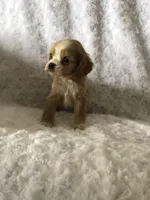 Red/white(Orange), a female Cocker Spaniel for sale in Decker, MI – Photo 3 of 10