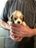 Red/white(Orange), a female Cocker Spaniel for sale in Decker, MI – Photo 2 of 10