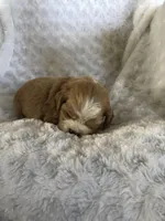 Red/white(Orange), a female Cocker Spaniel for sale in Decker, MI – Photo 6 of 10