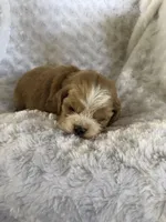 Red/white(Orange), a female Cocker Spaniel for sale in Decker, MI – Photo 9 of 10
