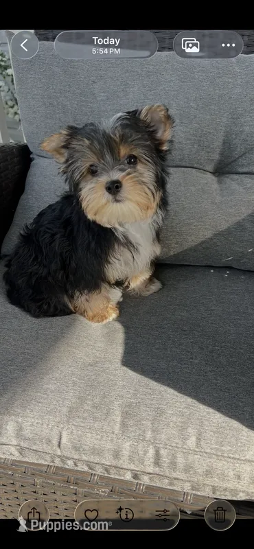 Remmy – Yorkshire Terrier puppy for sale in Decker, MI
