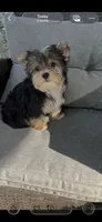 Remmy, a female Yorkshire Terrier for sale in Decker, MI – 1 of 8
