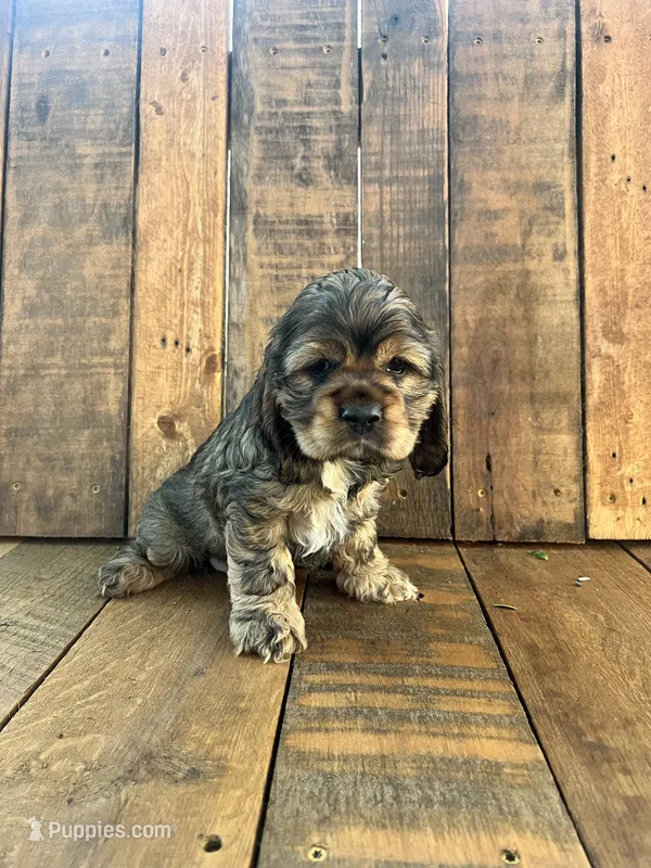 Mindy – Cocker Spaniel puppy for sale in Decker, MI