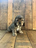 Mindy, a female Cocker Spaniel for sale in Decker, MI – 1 of 5
