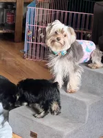 Teddy, a male Yorkshire Terrier for sale in Decker, MI – 2 of 4
