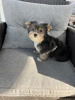 Remmy, a female Yorkshire Terrier for sale in Decker, MI – 5 of 8