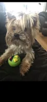 Remmy, a female Yorkshire Terrier for sale in Decker, MI – 8 of 8