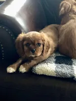 Luna, a female Cavalier King Charles Spaniel for sale in Decker, MI – Photo 6 of 10