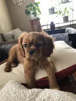 Luna, a female Cavalier King Charles Spaniel for sale in Decker, MI – Photo 4 of 10