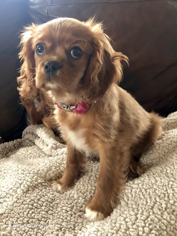 Luna, a female Cavalier King Charles Spaniel for sale in Decker, MI – Photo 1 of 10