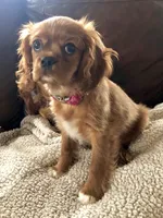Luna, a female Cavalier King Charles Spaniel for sale in Decker, MI – Photo 1 of 10