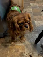 Luna, a female Cavalier King Charles Spaniel for sale in Decker, MI – Photo 10 of 10